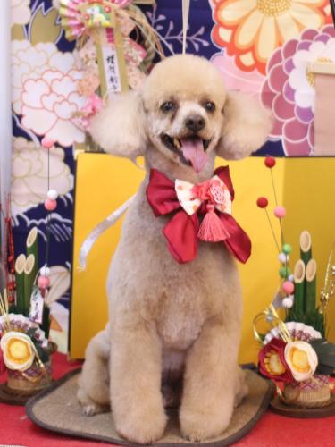 20240127チロくん